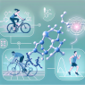 Qué tipo de cardio es mejor mientras se usa Yohimbine chlorine