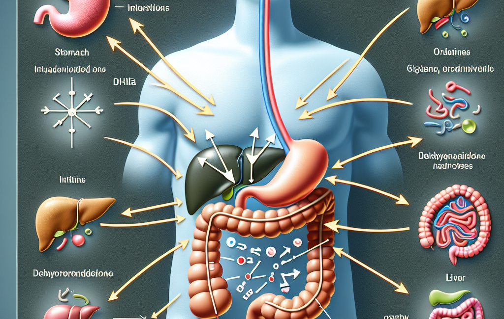 Cómo afecta Dehydroepiandrosteron al sistema digestivo