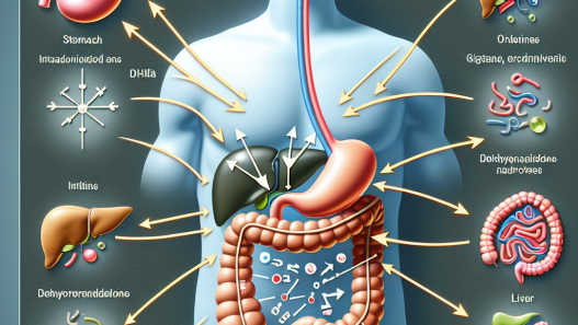 Cómo afecta Dehydroepiandrosteron al sistema digestivo